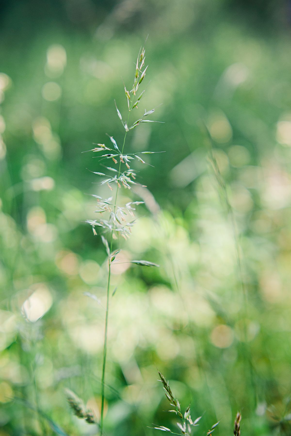 Close-up of false oat grass seed head in green meadow with soft bokeh background by fine art nature photographer Kathryn Hopkins