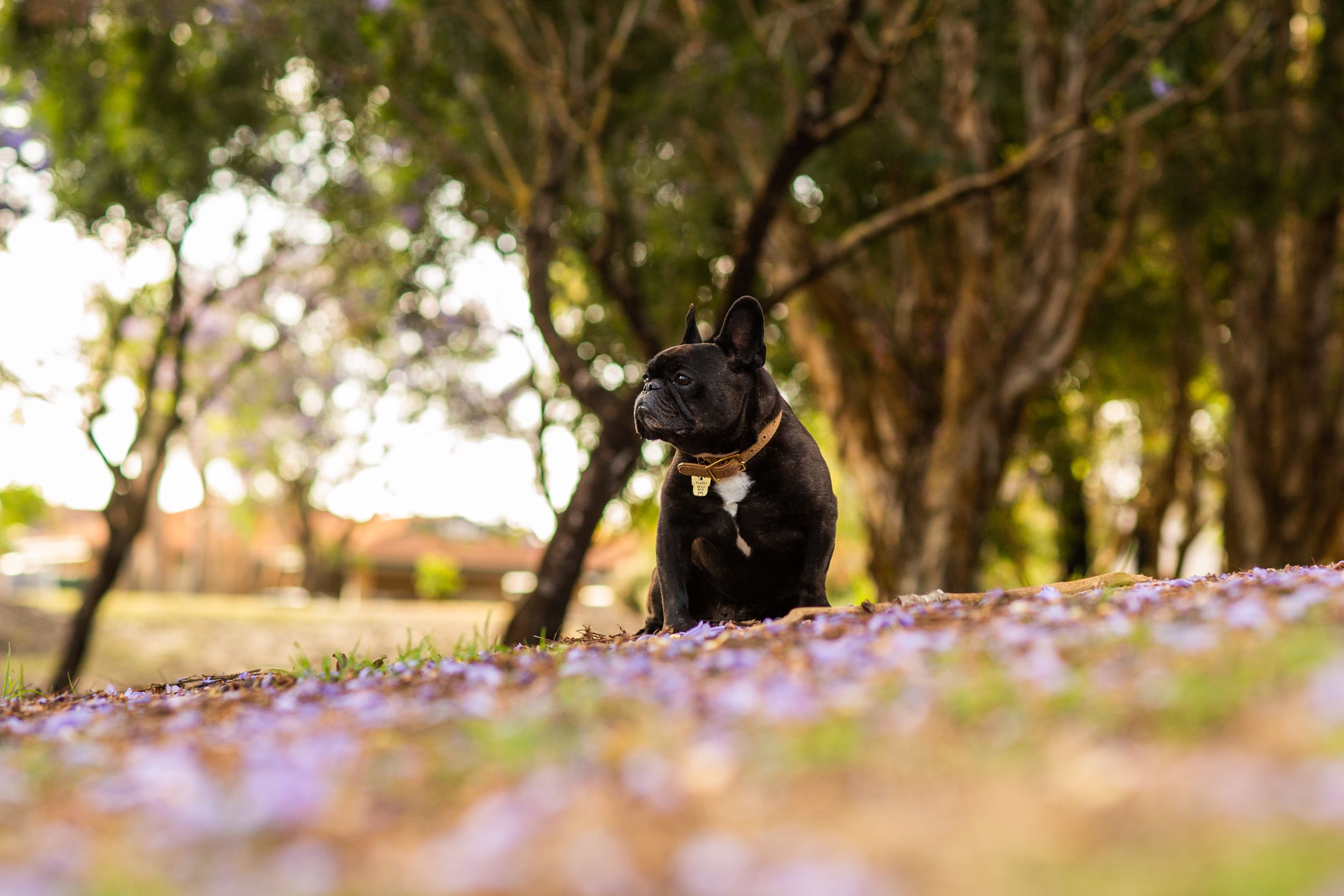 French Bulldog looking relaxed in a Perth park amongst the jacaranda trees in spring