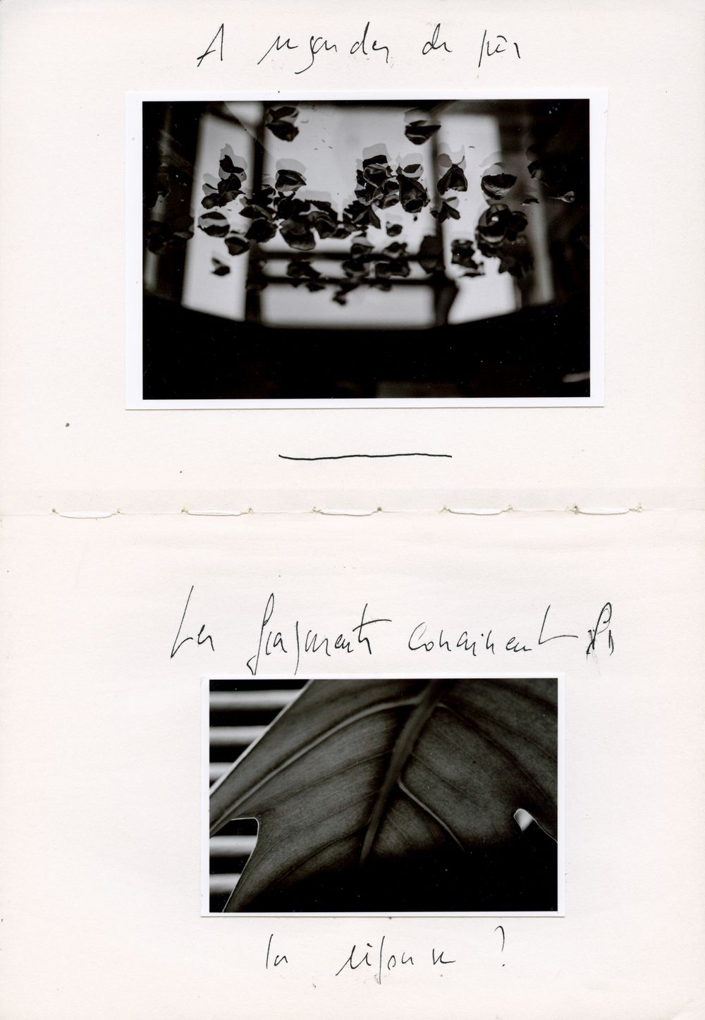Black and white photo collage with French handwriting showing two close-up nature photographs on white paper.