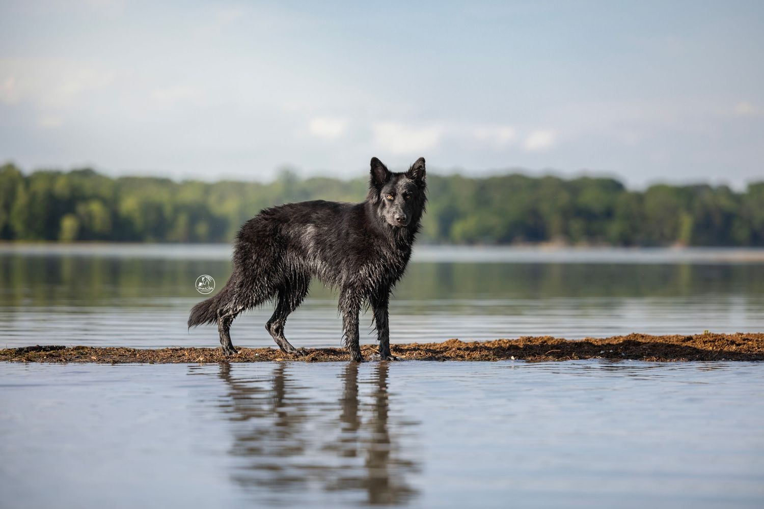 Black dog running through shallow water with tongue out, creating dramatic splashes in an outdoor setting.