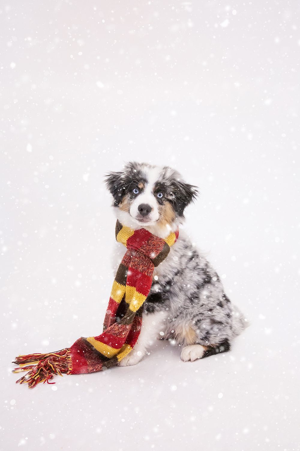 Cute Australian Shepherd puppy wearing a red and yellow plaid scarf sitting in snow with snowflakes falling.
