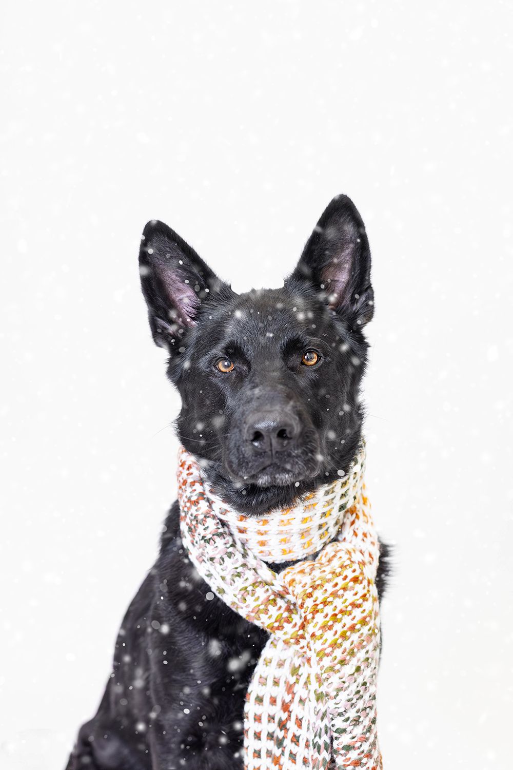Black German Shepherd dog wearing a colorful scarf sitting in falling snow against white background.