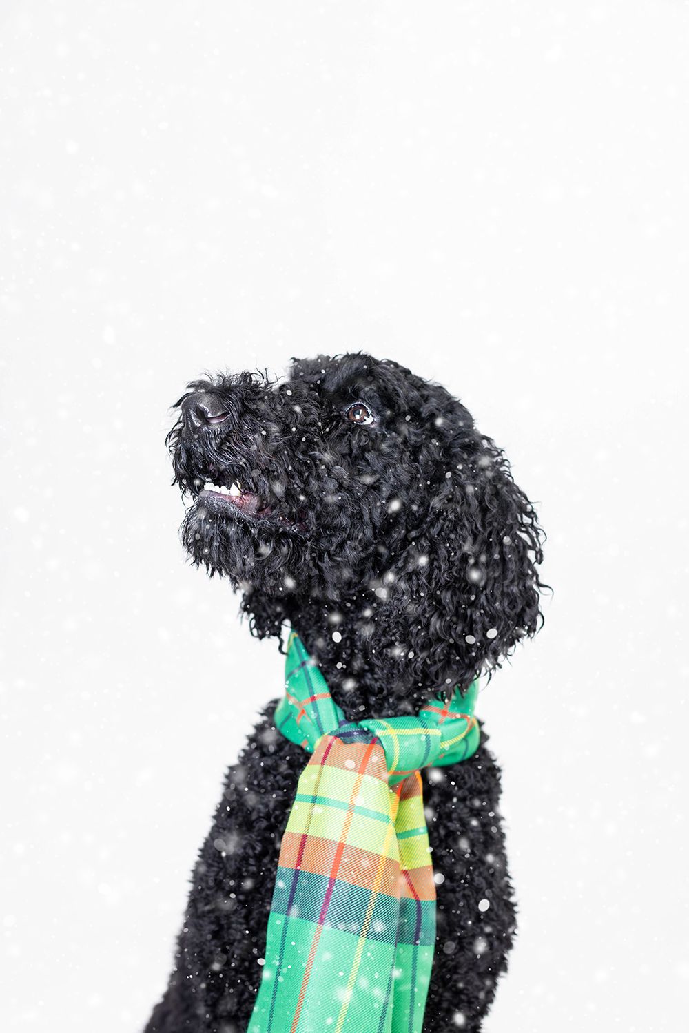 Black curly dog wearing a green plaid scarf sitting in falling snow against white background.