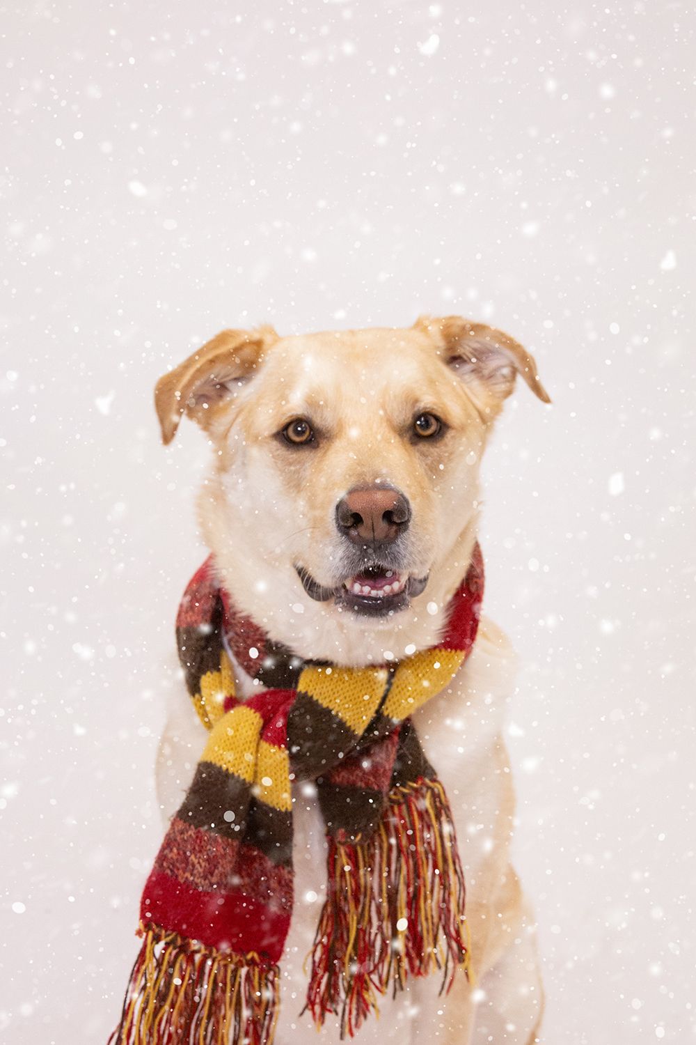 A golden Labrador wearing a colorful plaid scarf sits in falling snow against a white background.