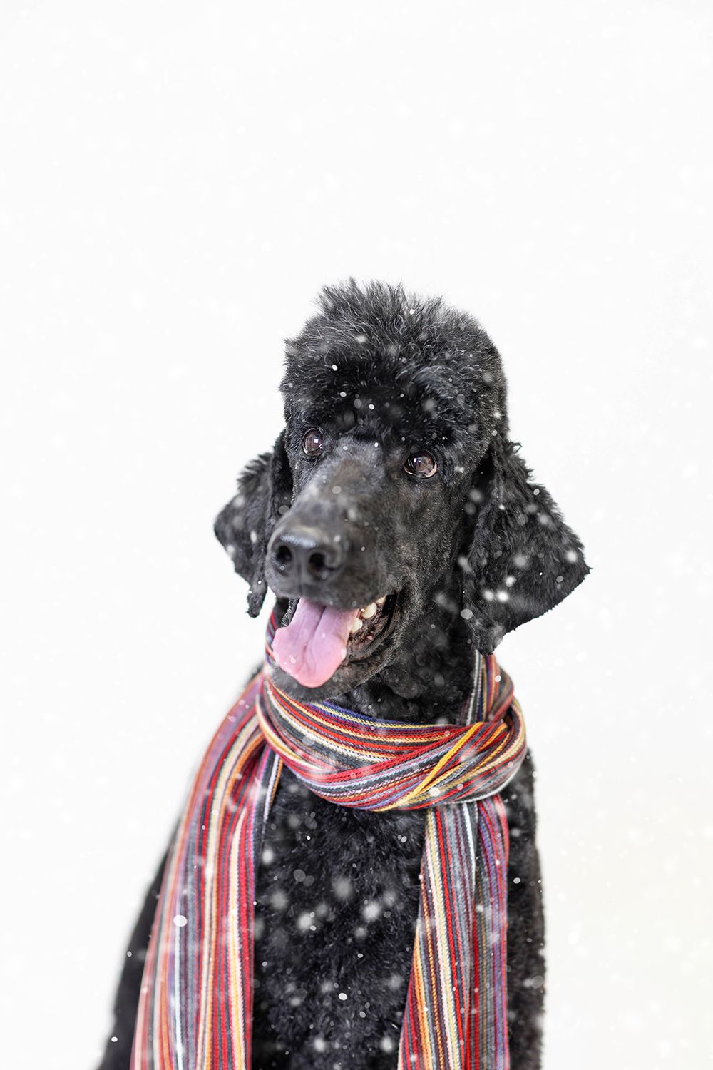 Black standard poodle wearing a colorful striped scarf, tongue out, posing in falling snow against white background.