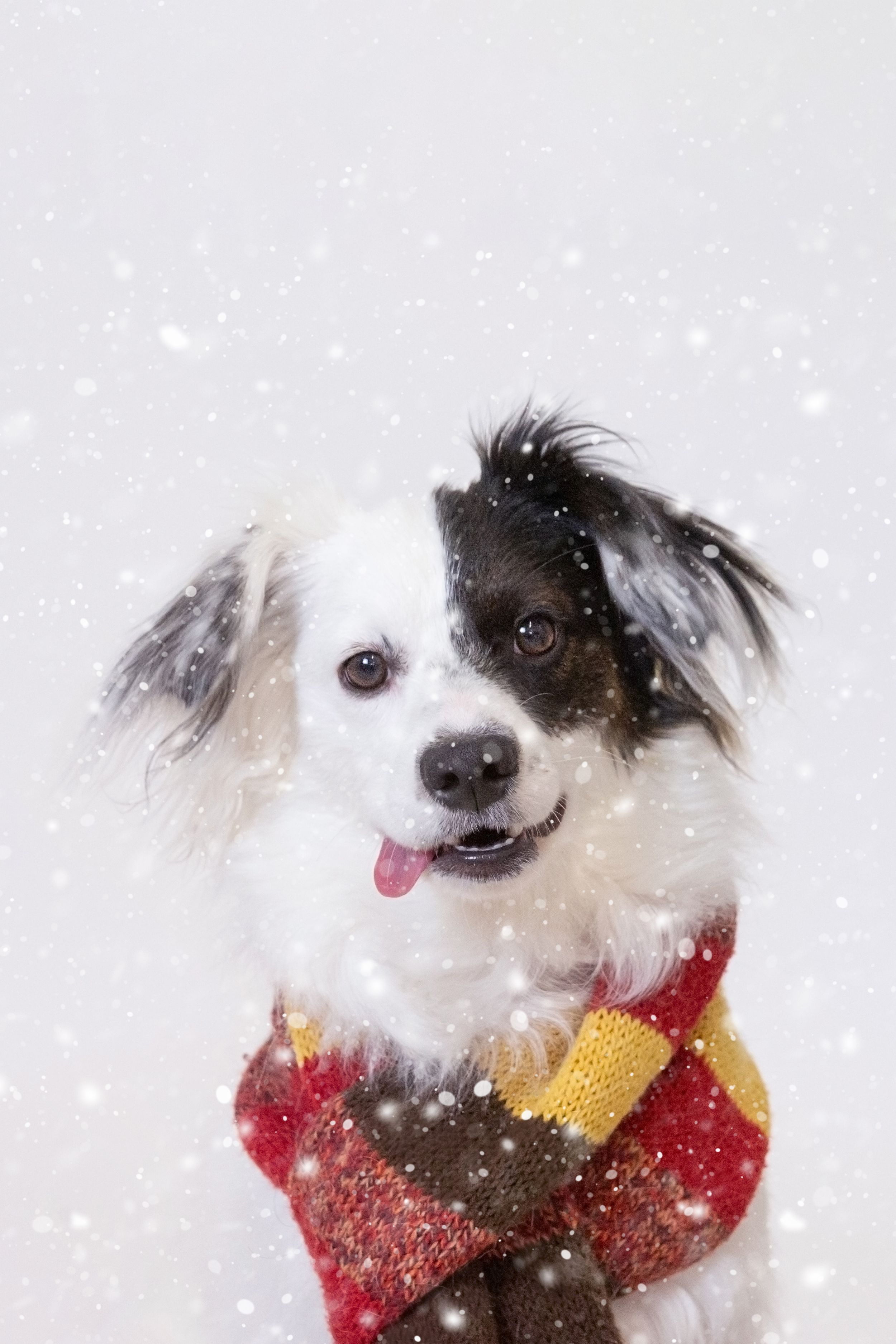 A cheerful black and white dog wearing a colorful knit scarf sits in falling snow with tongue out.