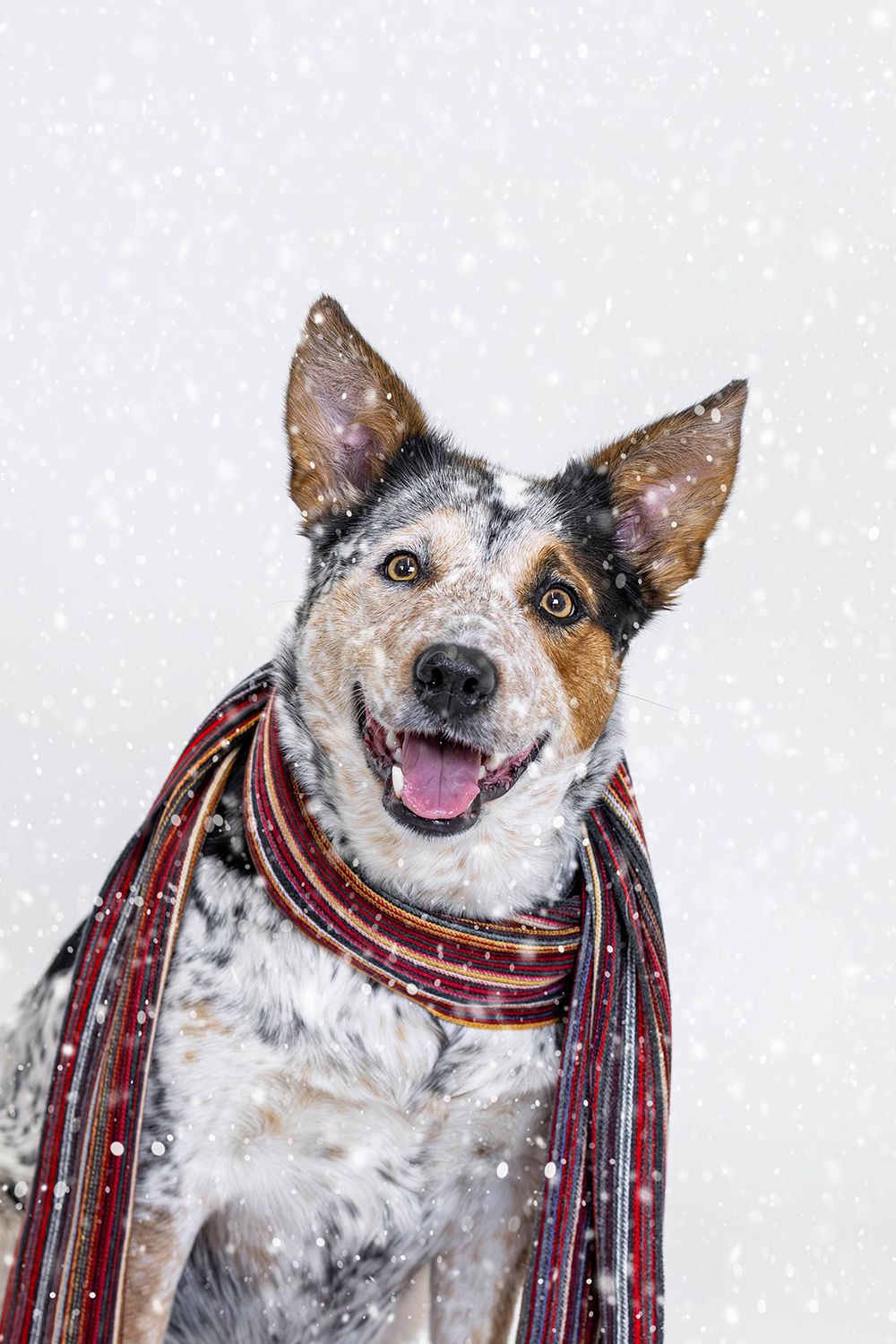 A happy Australian Cattle Dog wearing a striped scarf sits outdoors in falling snow, tongue out, looking at the camera.