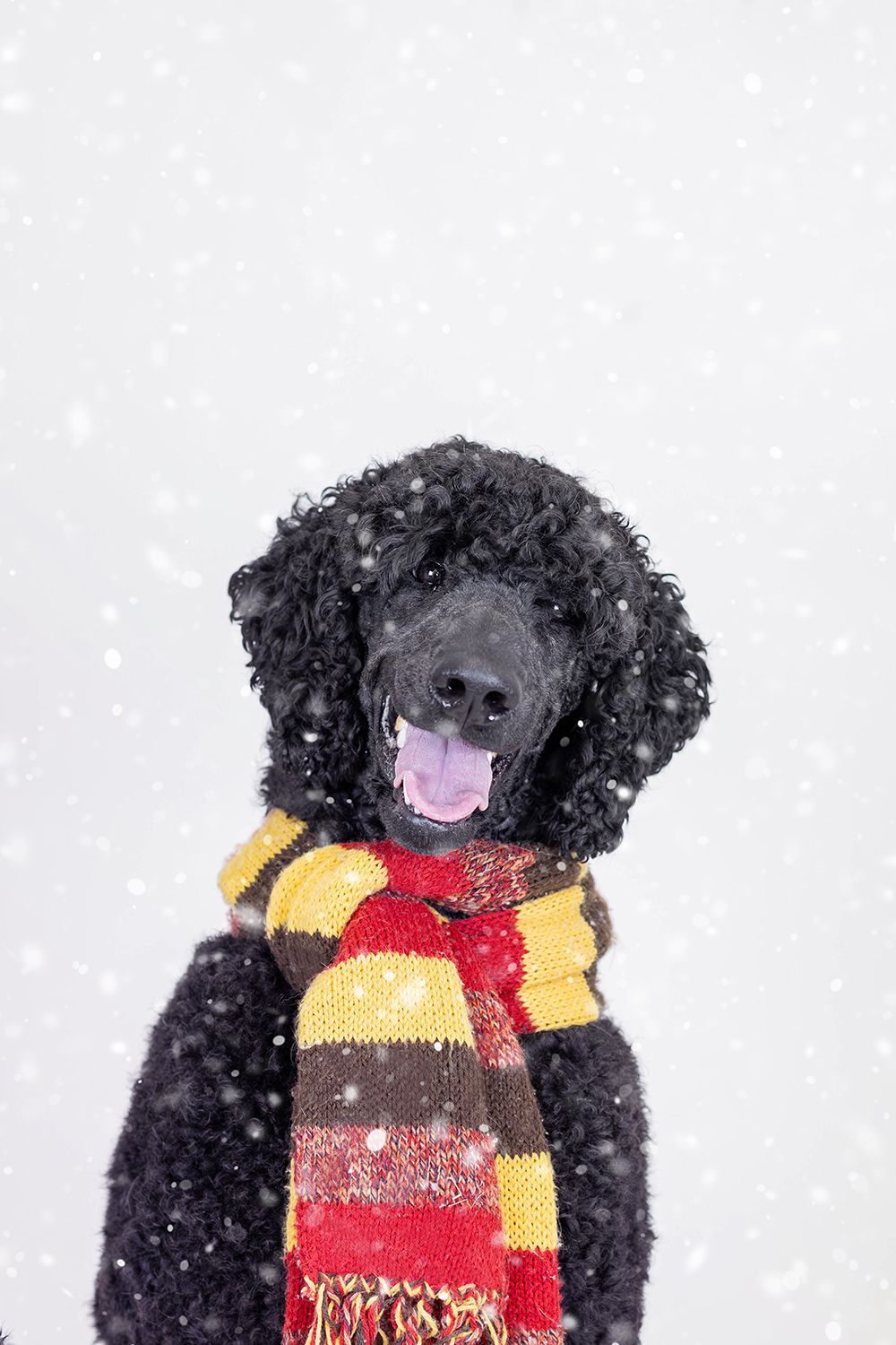 Black poodle wearing a colorful striped scarf sitting in falling snow with tongue out.