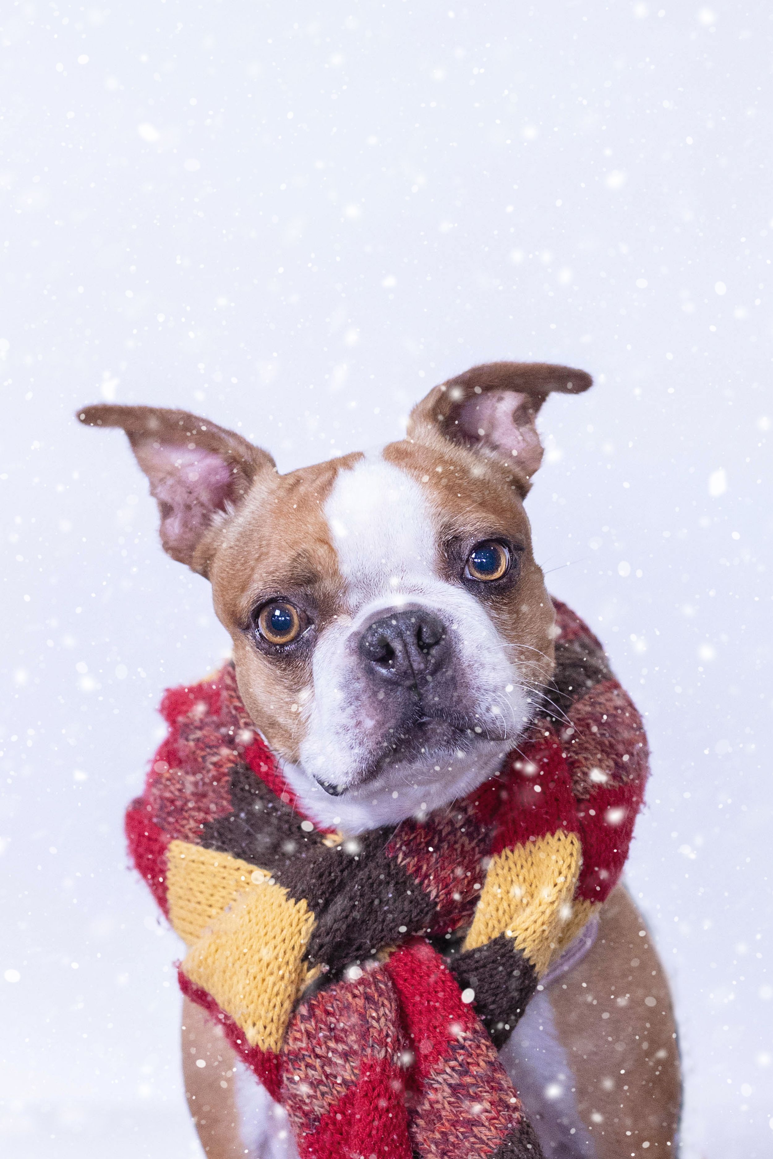 Boston Terrier dog wearing a colorful plaid scarf sitting outdoors in falling snow against a white background.