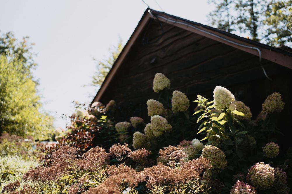 White hydrangeas blooming beside a rustic wooden cabin surrounded by lush green trees in soft natural light.