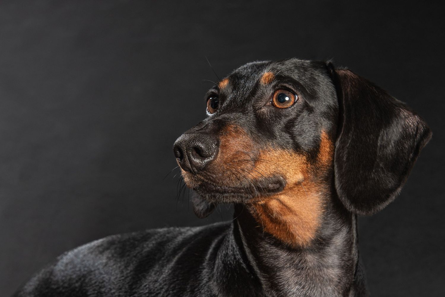 A black and tan dachshund dog poses against a dark gray background in a professional studio portrait.