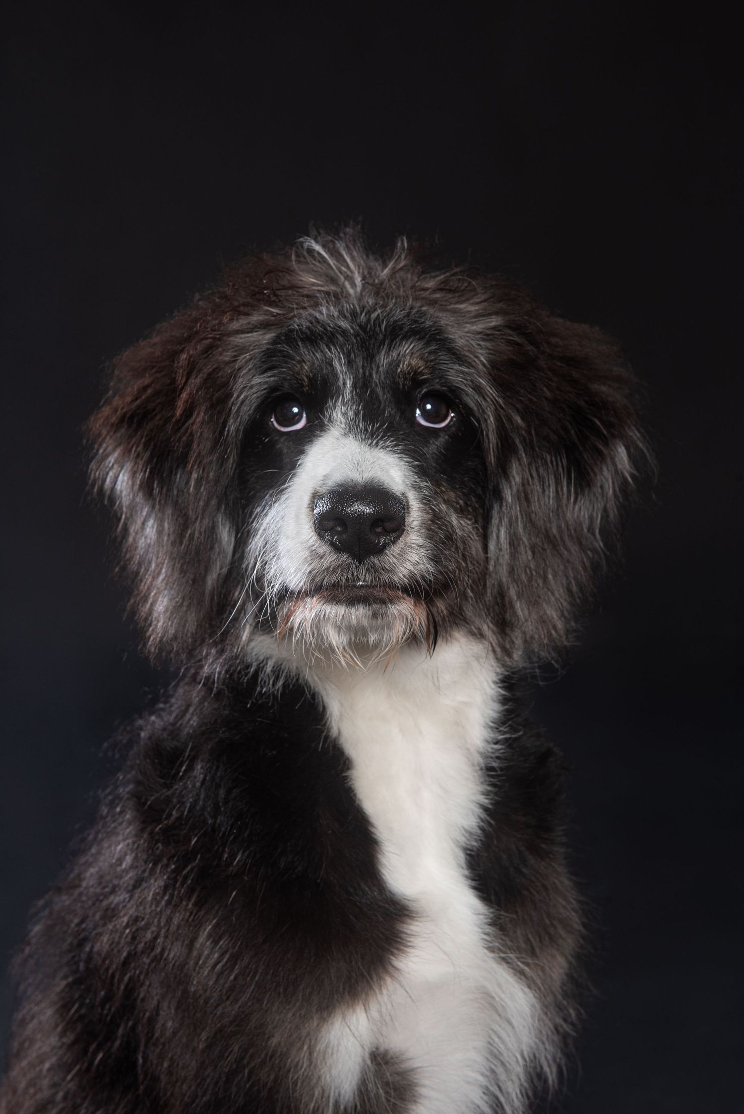 Adorable black and white fluffy puppy with soulful eyes posing against a dark studio background.