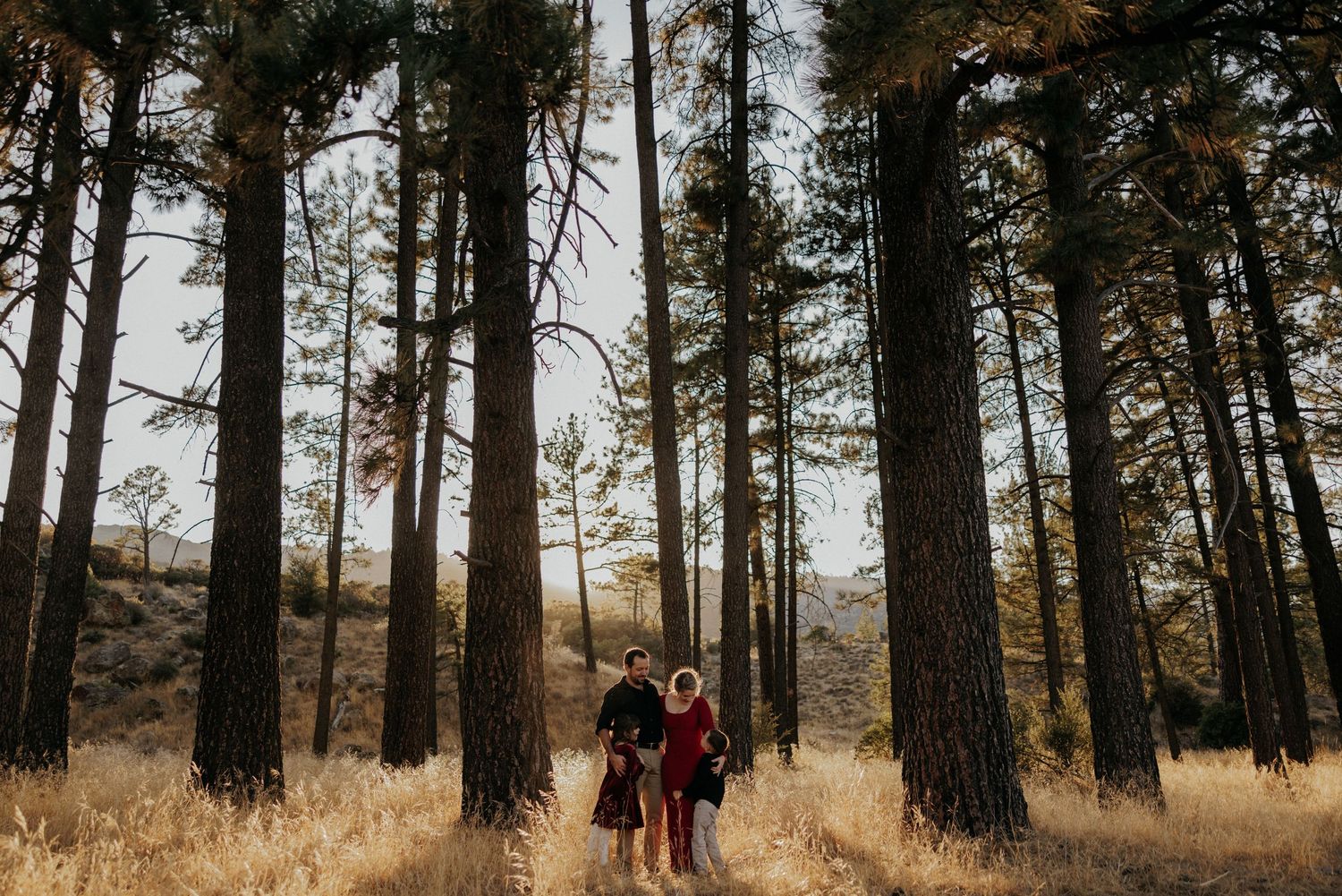Couple standing among tall pine trees in golden meadow with sunlight filtering through, mountain landscape in background.
