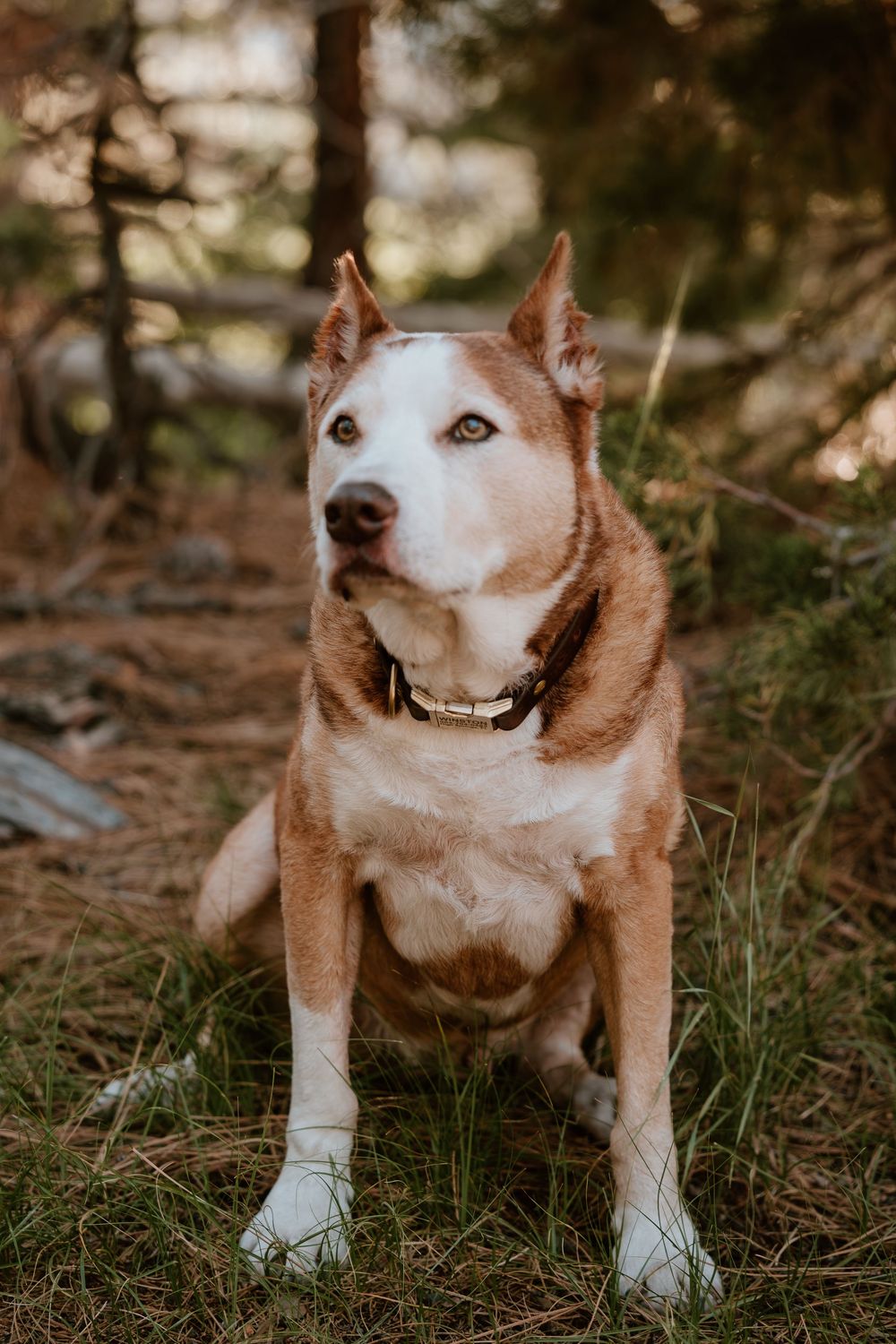 A red and white Siberian Husky dog sitting in a forest, wearing a collar, with trees and grass in the background.