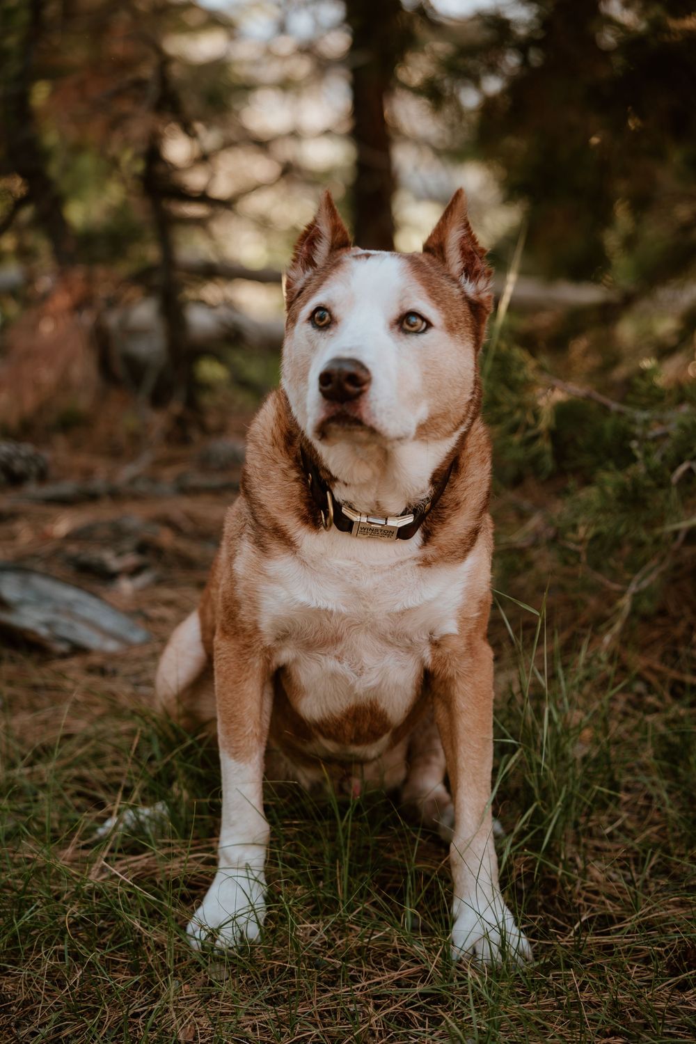A red and white Husky dog sits attentively in a forest clearing, wearing a collar, surrounded by grass and trees.