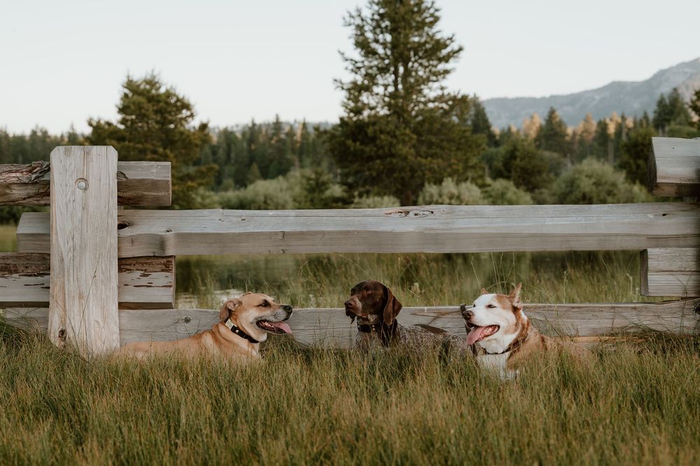 Three dogs resting in tall grass beside a wooden fence with trees and mountains in the background.