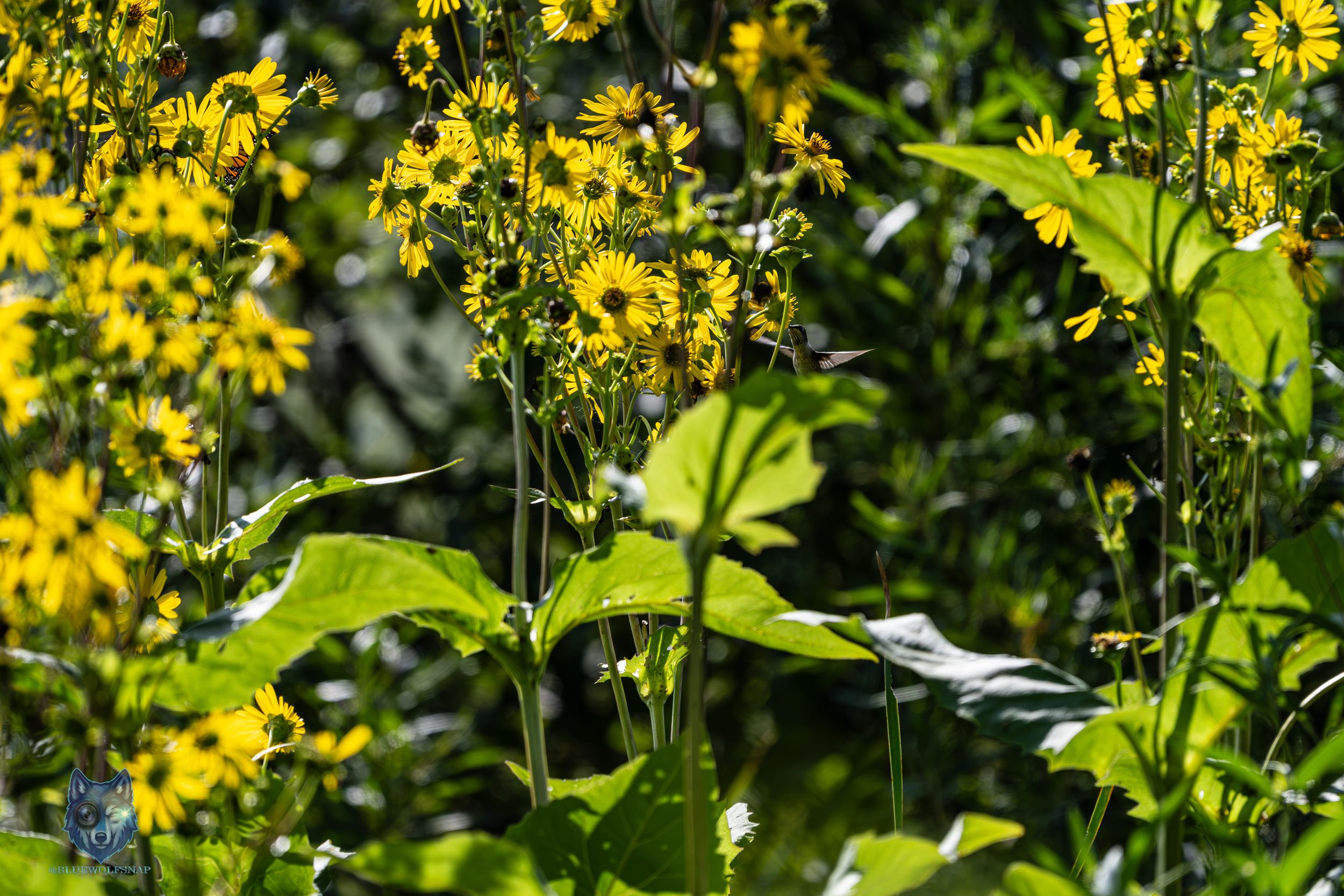 Bright yellow wildflowers with dark centers bloom among lush green leaves in a sunny garden setting.