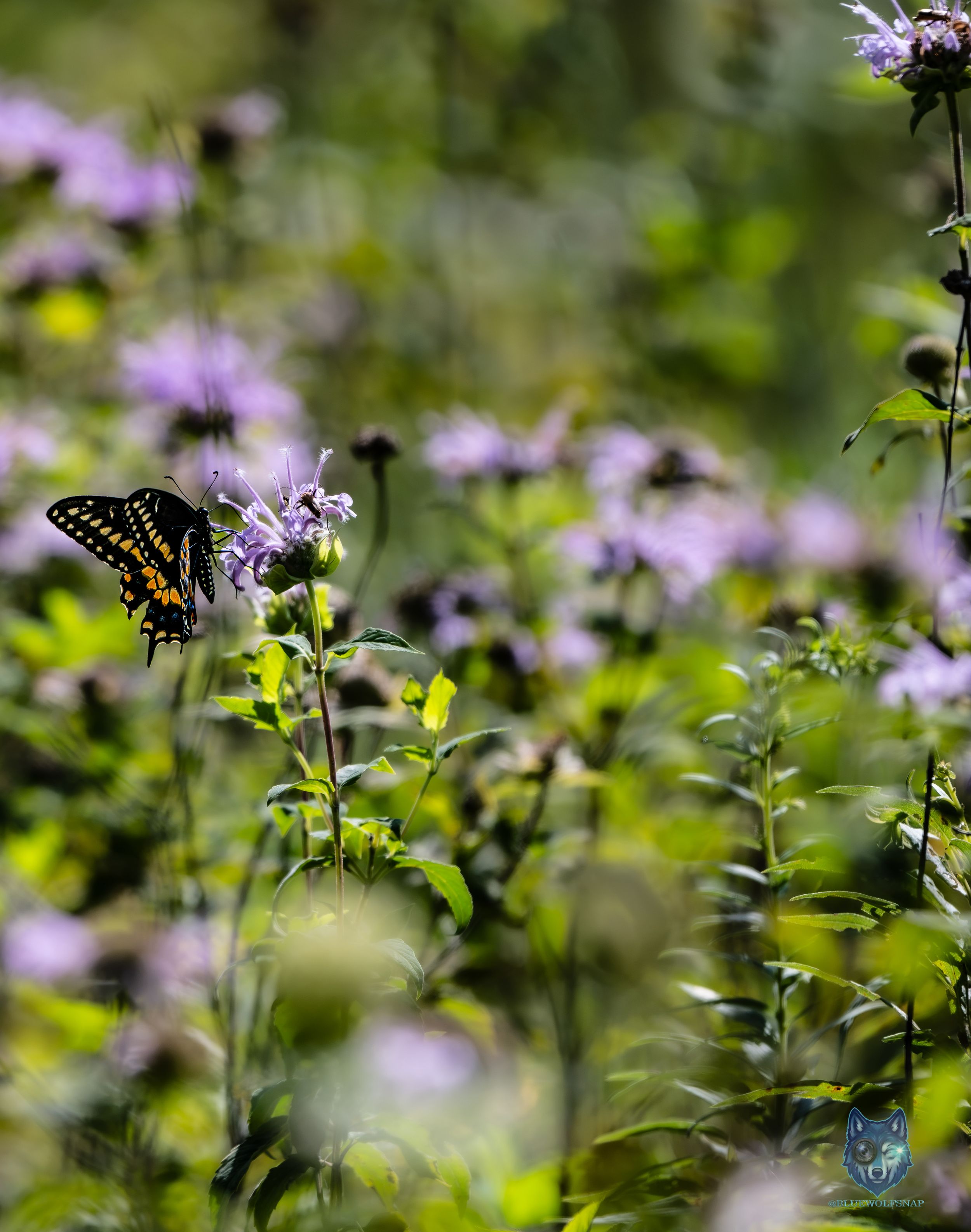 Black swallowtail butterfly perched on purple wildflowers in a lush green meadow garden setting.