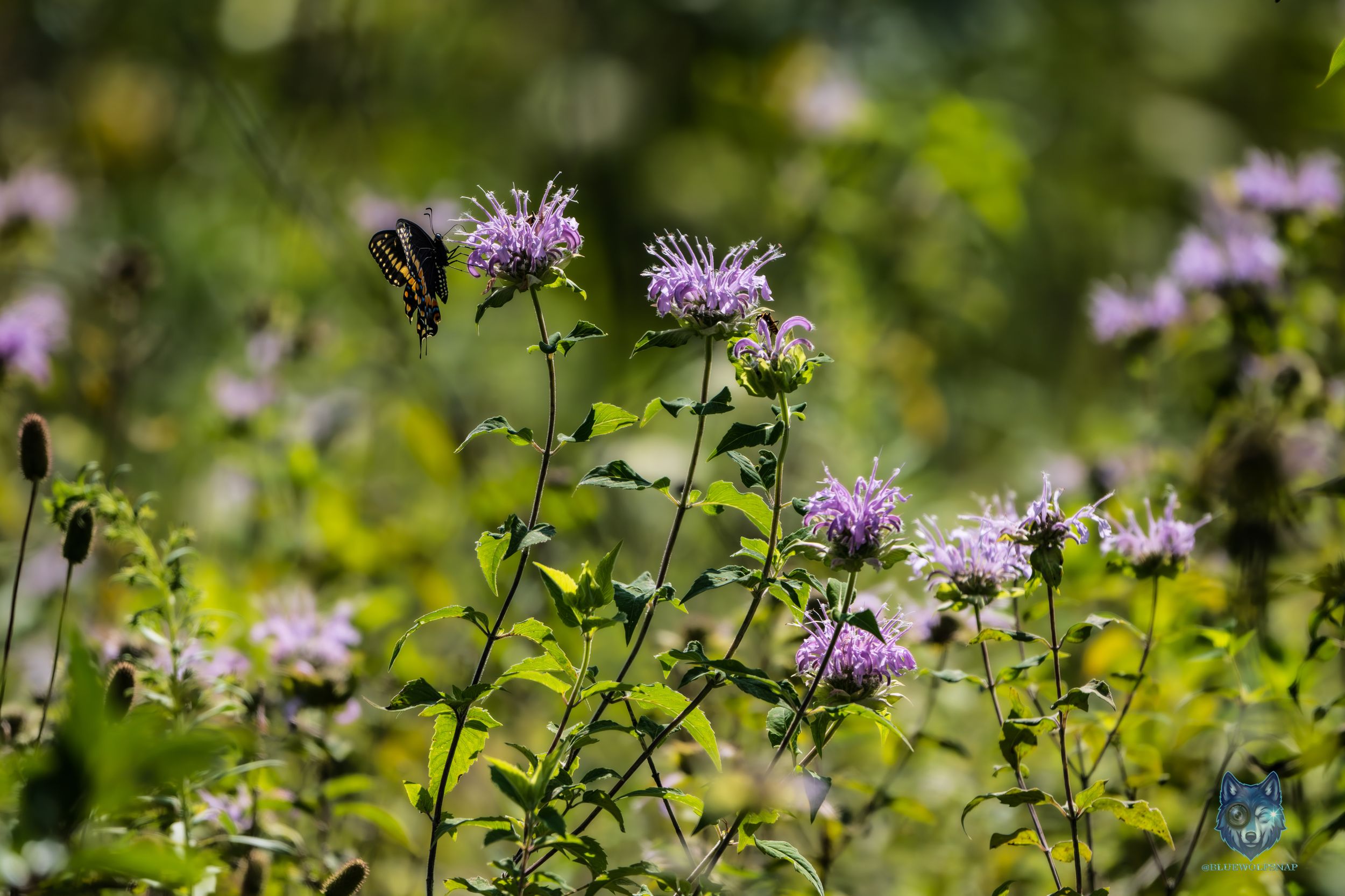 A butterfly perches on purple wild bergamot flowers surrounded by lush green foliage in a natural garden setting.