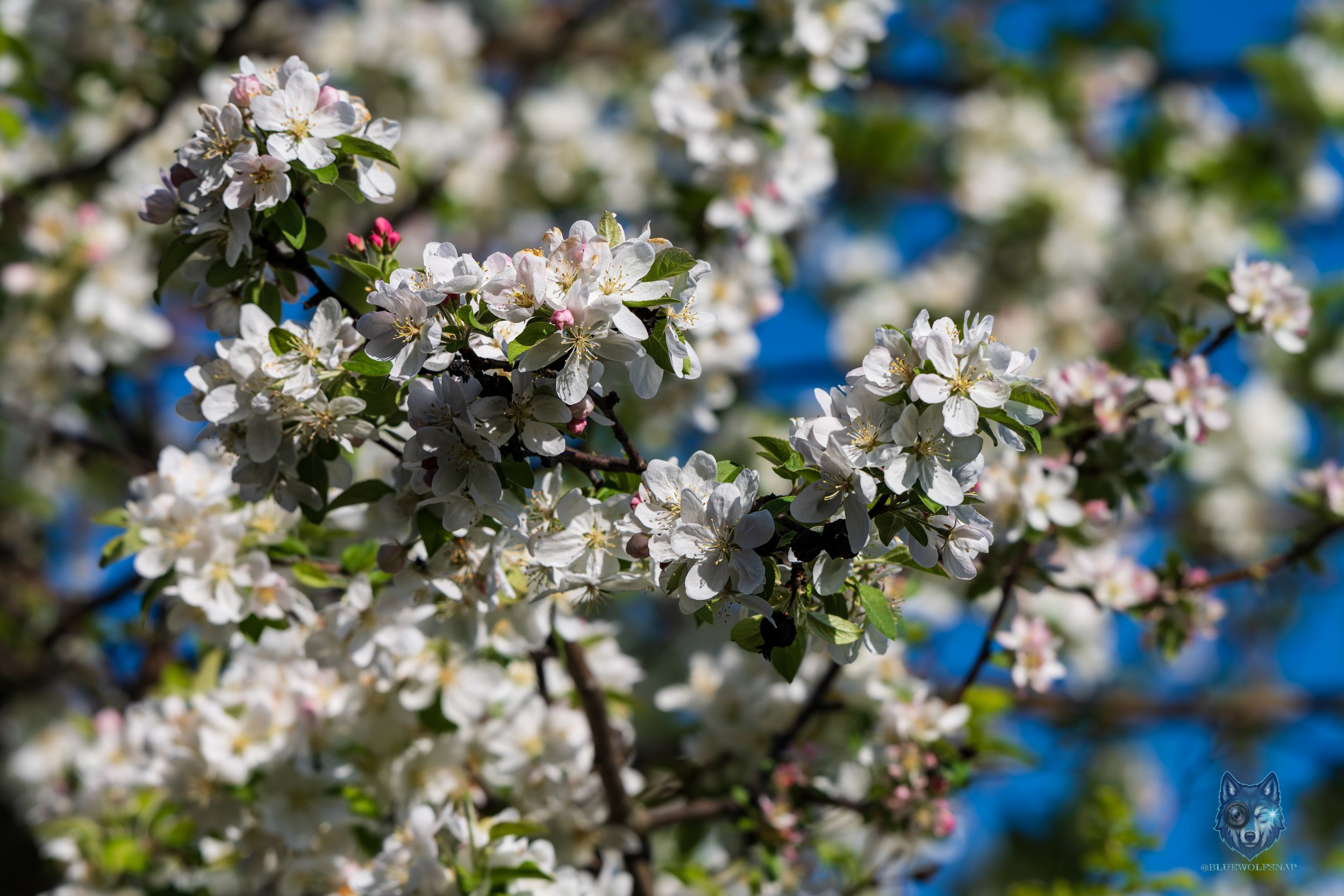White apple blossoms bloom on branches against a bright blue sky in spring.