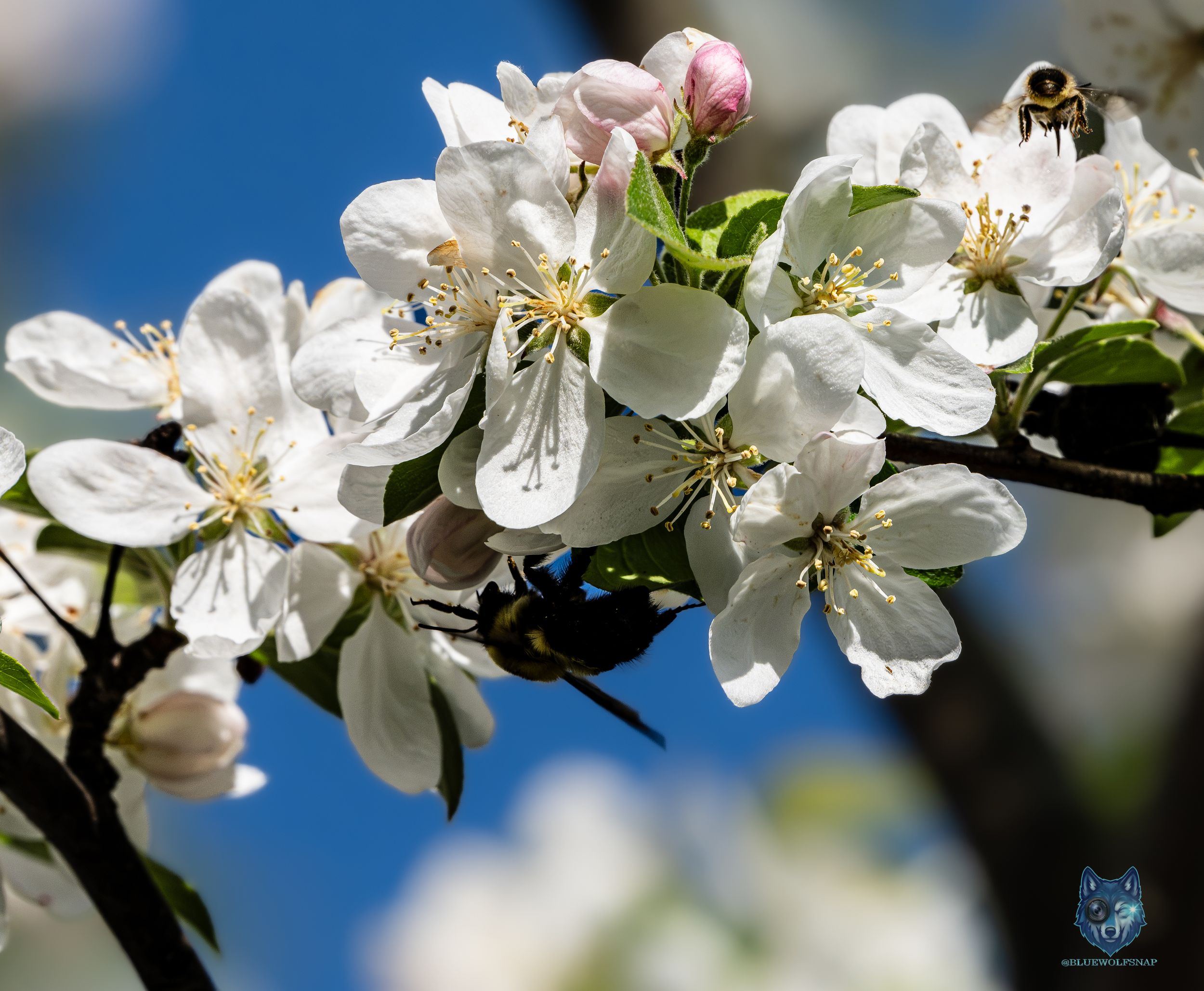 Bees pollinating white cherry blossoms on a branch against a bright blue sky in spring.