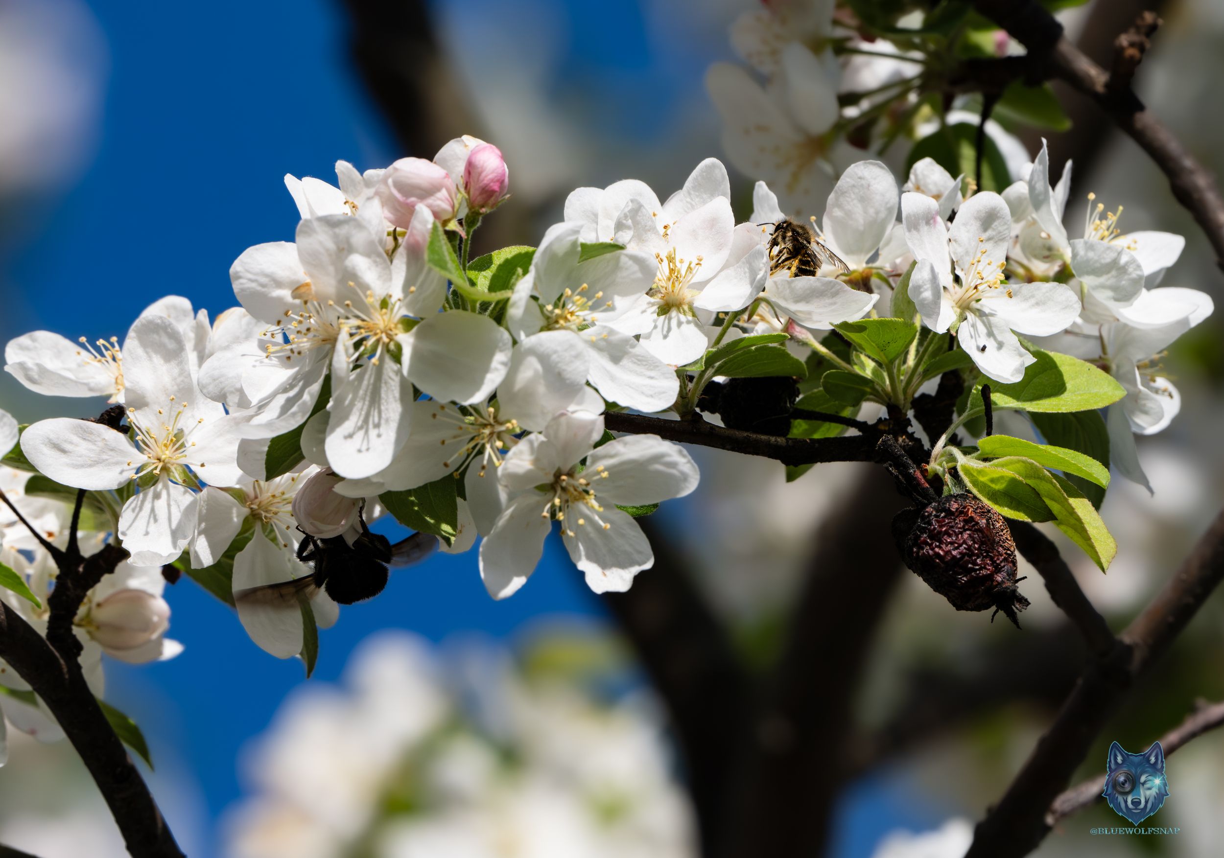 White apple blossoms in full bloom on a branch against a bright blue sky in spring.