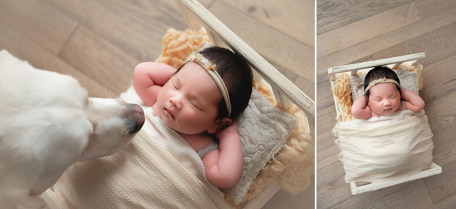 Newborn baby girl in cream wrap with black headband posed in white wooden bed beside a white dog sniffing her gently.