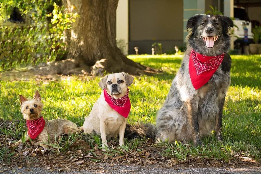 Rascal as a younger Australian Shepherd Border Collie mix during his early years with Blue Merle Photography