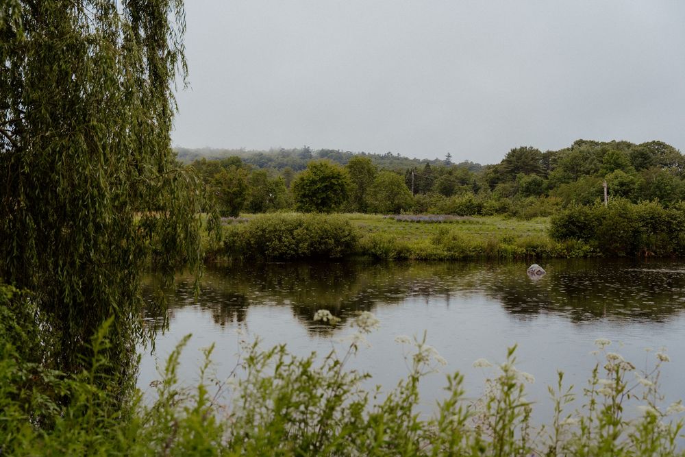 Serene pond surrounded by lush green trees and weeping willow on a misty overcast day.