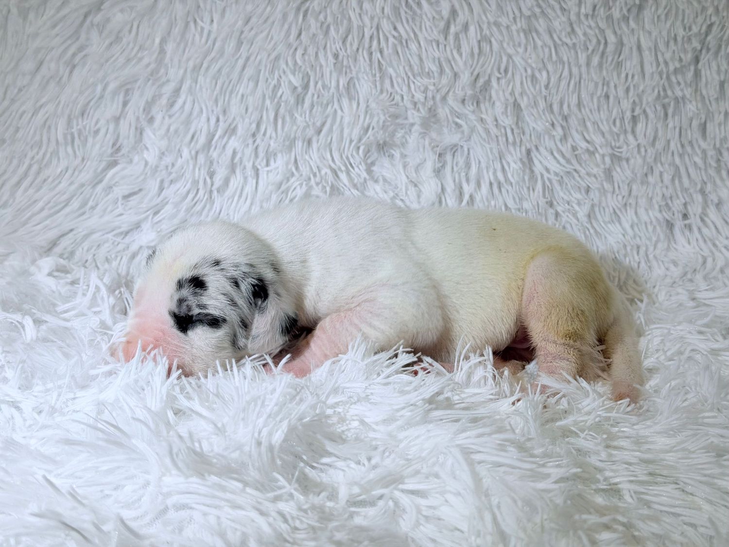 Tiny newborn puppy with white and black spotted fur sleeping curled up on a soft white fluffy blanket.