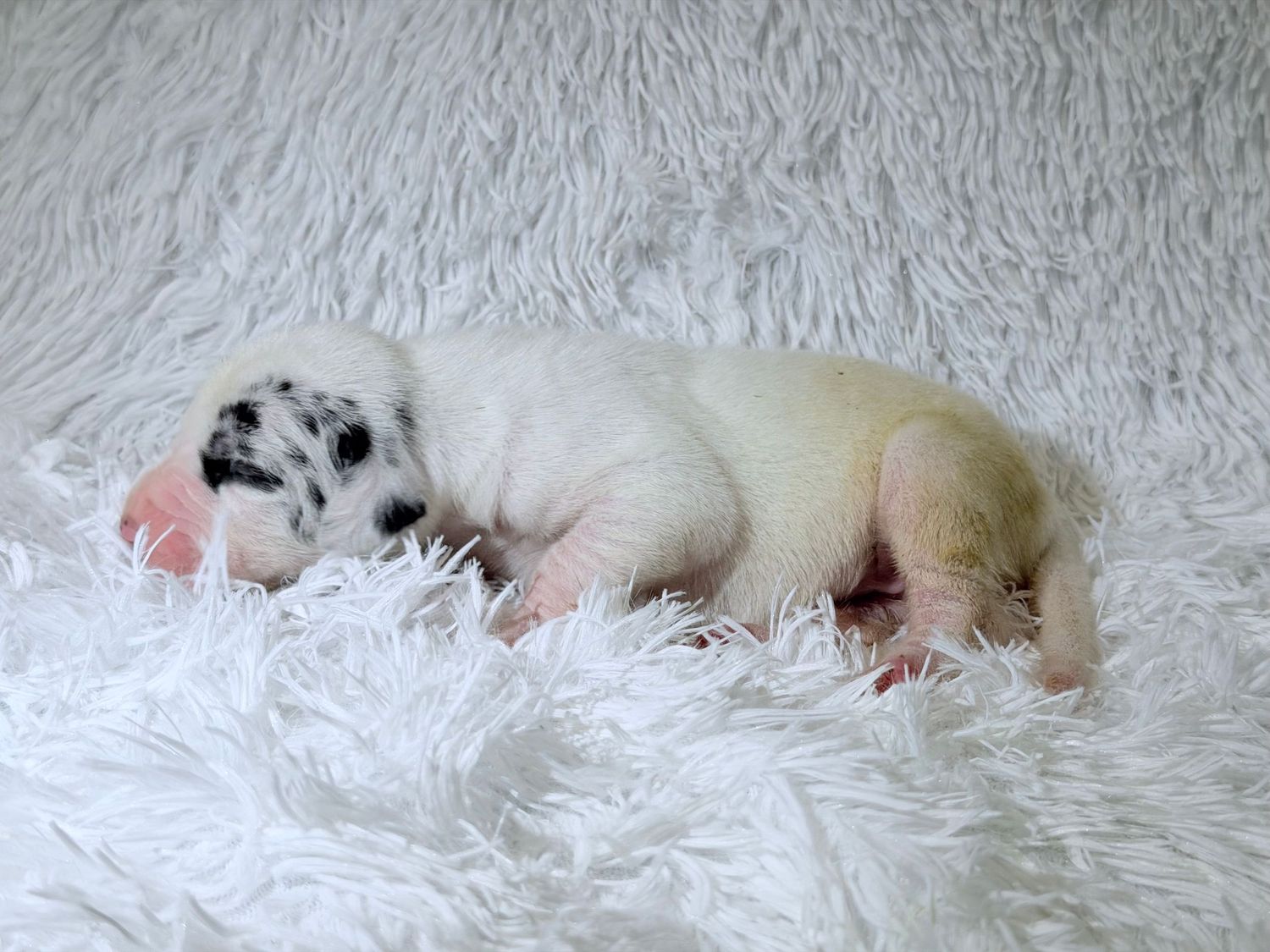 Newborn white puppy with black spots sleeping on a fluffy white blanket.
