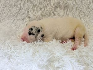Newborn puppy with spotted markings sleeping peacefully on a fluffy white blanket.