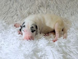 Tiny newborn piglet with black spots sleeping on a fluffy white rug.