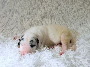 Tiny newborn puppy sleeping peacefully on a fluffy white rug, showing pink skin and small black spots.