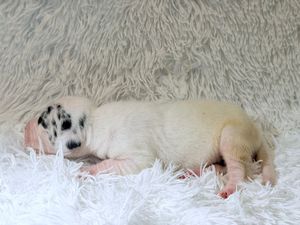 A tiny newborn puppy with white and black spotted fur sleeping peacefully on a soft white fluffy blanket.