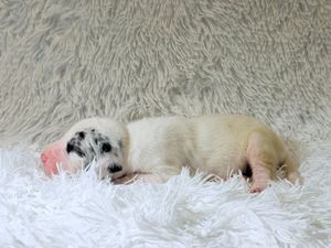 Newborn white puppy sleeping curled up on a fluffy white rug, with pink paws and spotted markings.