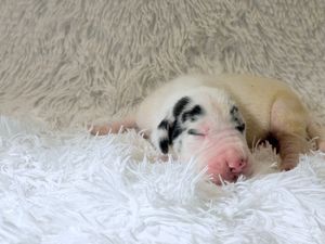 Newborn puppy with black and white spots sleeping peacefully on a fluffy white blanket.