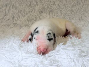 Newborn puppy with white fur and black spots sleeping peacefully on a fluffy white blanket.