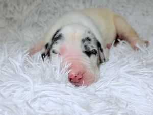 Newborn puppy with black and white spots sleeping peacefully on a fluffy white blanket.