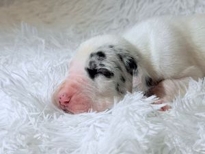 Newborn Dalmatian puppy sleeping on white fluffy blanket with black spots on white fur.