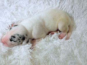 Newborn white puppy with black spots sleeping curled up on a fluffy white rug.