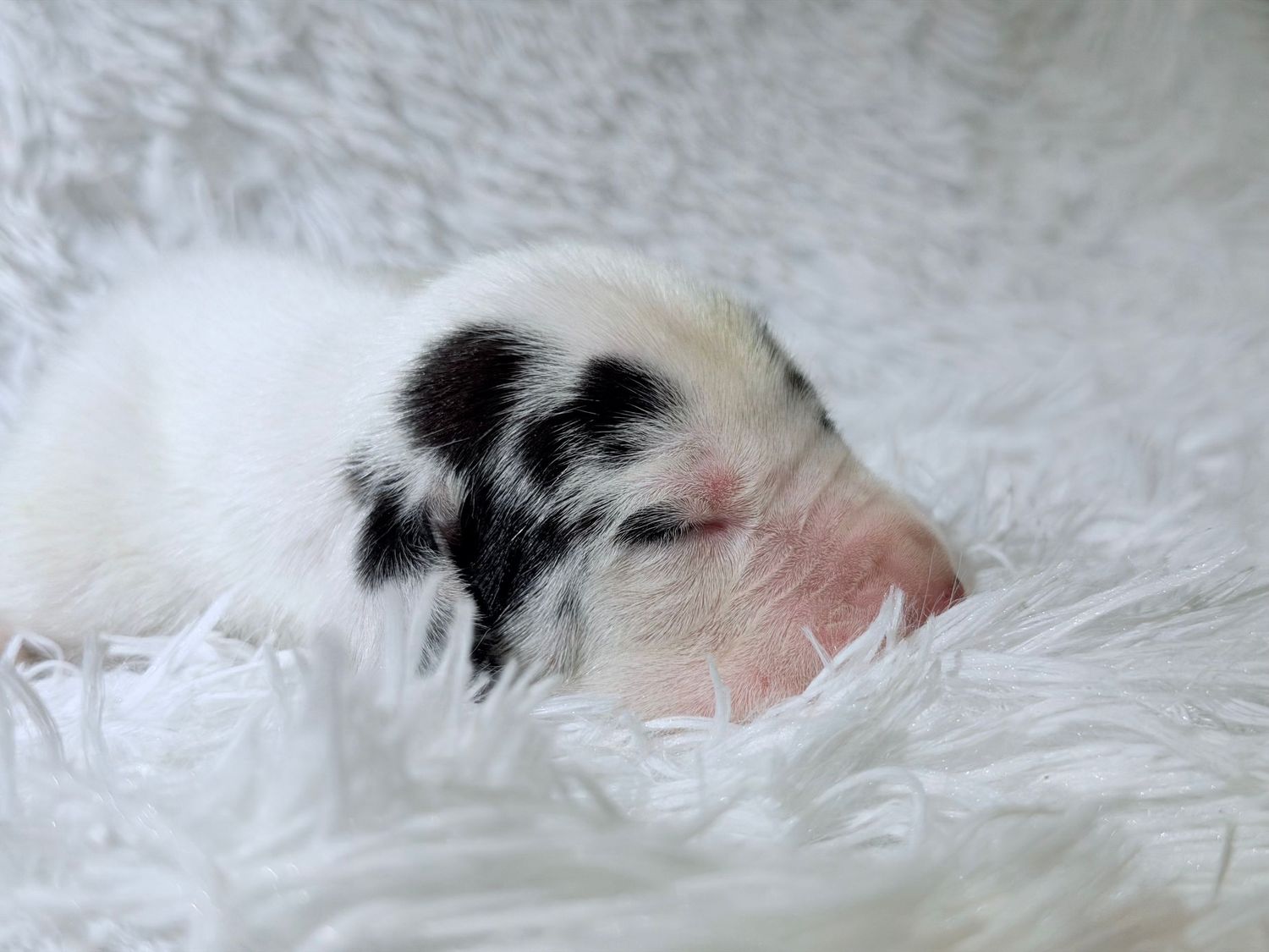 Newborn white puppy with black spots sleeping peacefully on a soft white fluffy blanket.