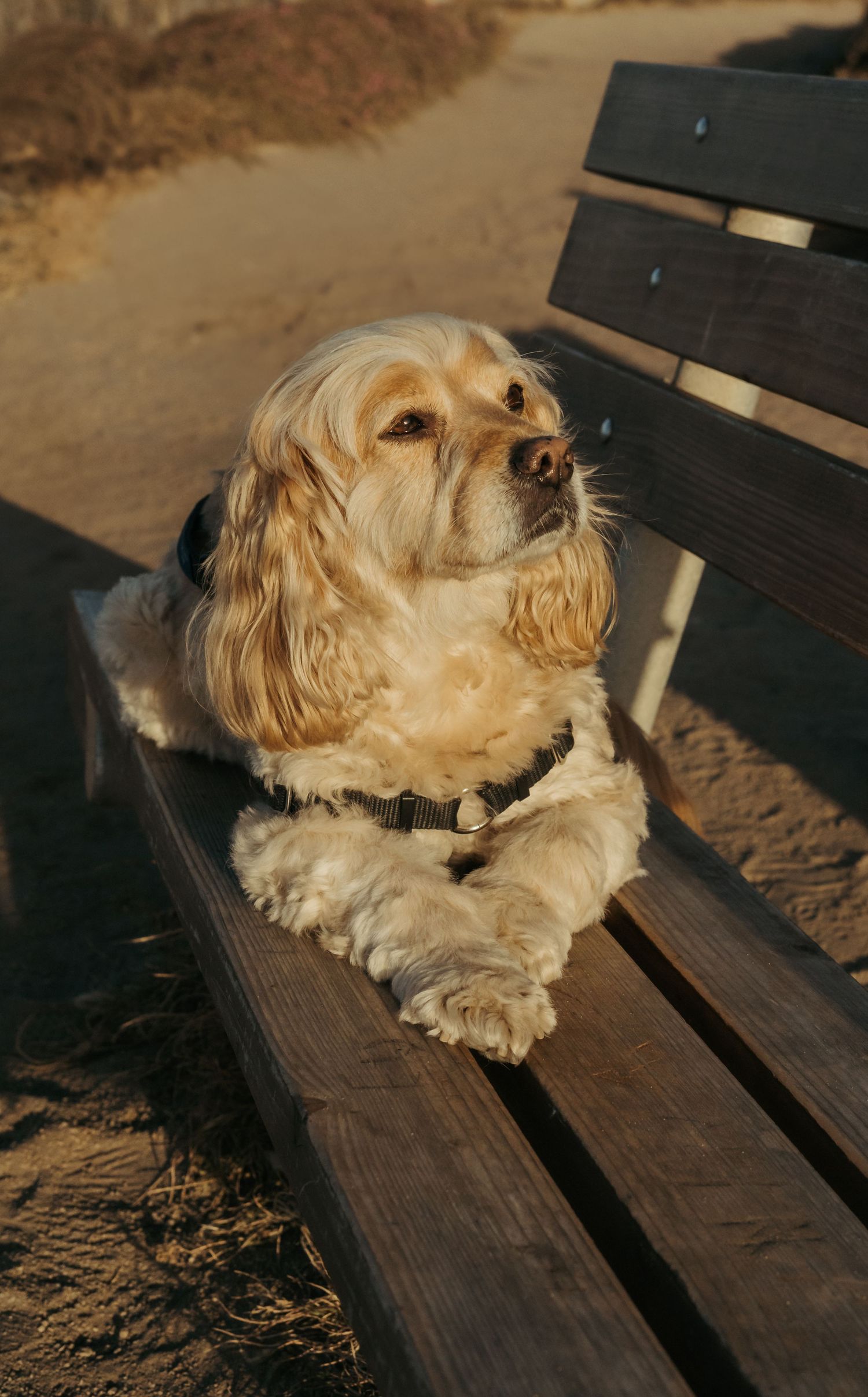 A golden Cocker Spaniel dog resting on a wooden park bench, bathed in warm sunset light.