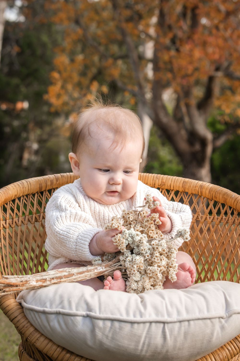 A baby in a white sweater sits in a wicker chair with a cushion while holding dried flowers in an autumn setting.
