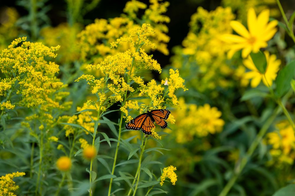 Monarch butterfly perched on bright yellow goldenrod wildflowers in a lush garden setting.