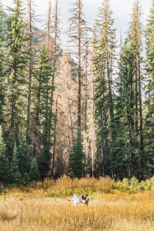 Couple embracing in golden meadow surrounded by tall evergreen pine trees in a scenic mountain forest setting.