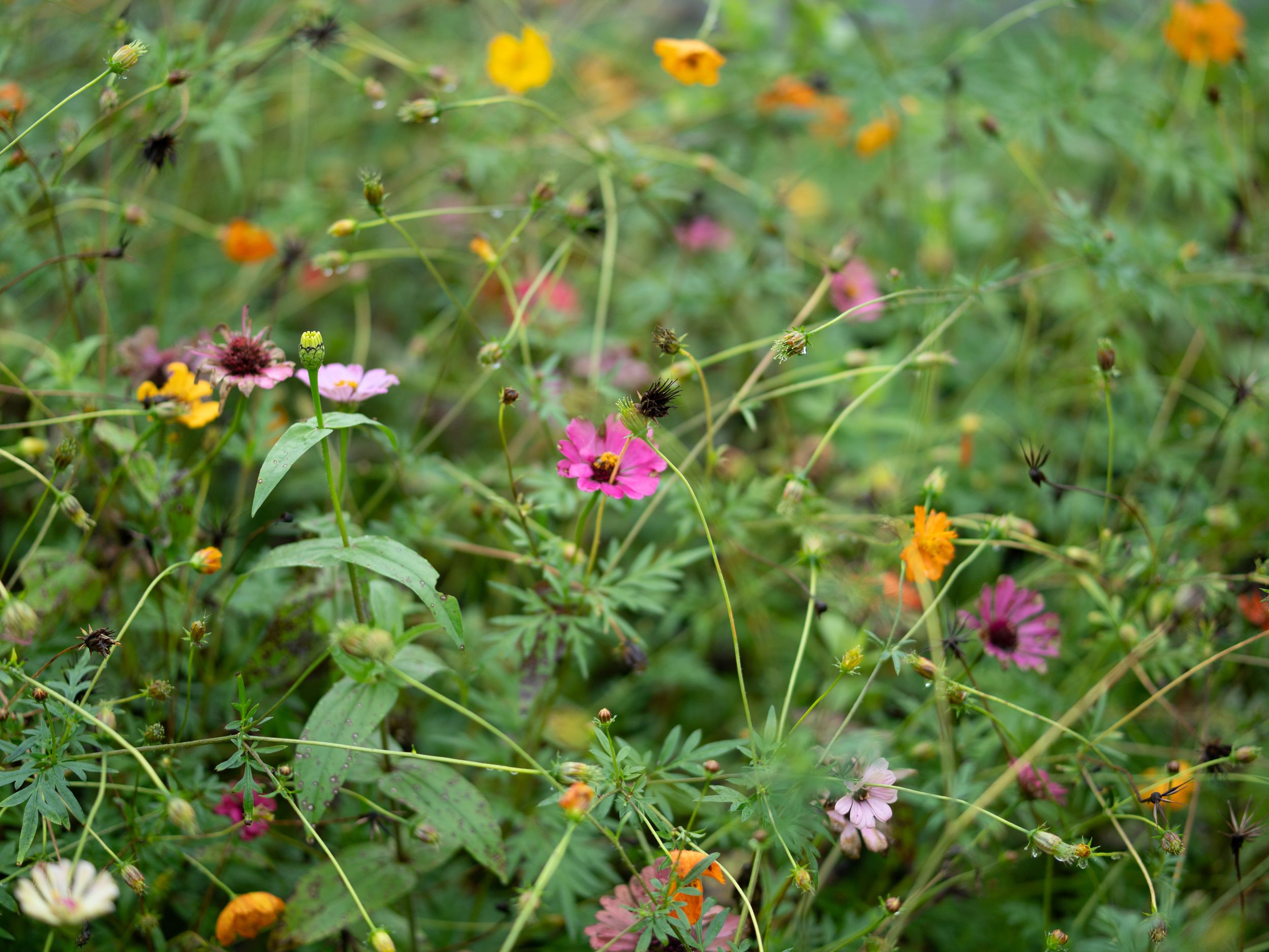 Colorful wildflower meadow with pink, yellow, and orange cosmos flowers blooming among lush green foliage.