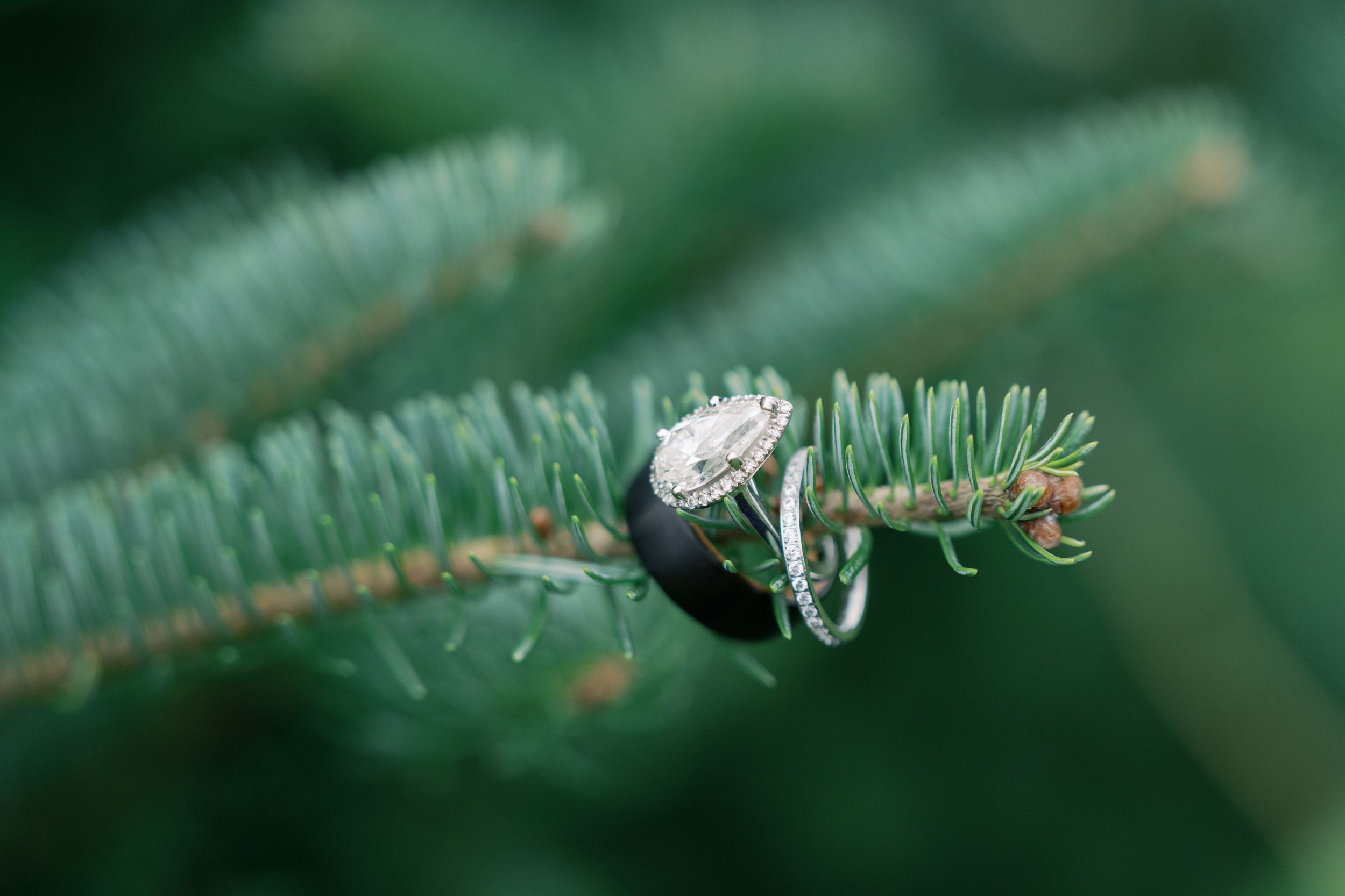 Diamond engagement ring and black wedding band resting on evergreen pine tree branch with blurred green bokeh background.