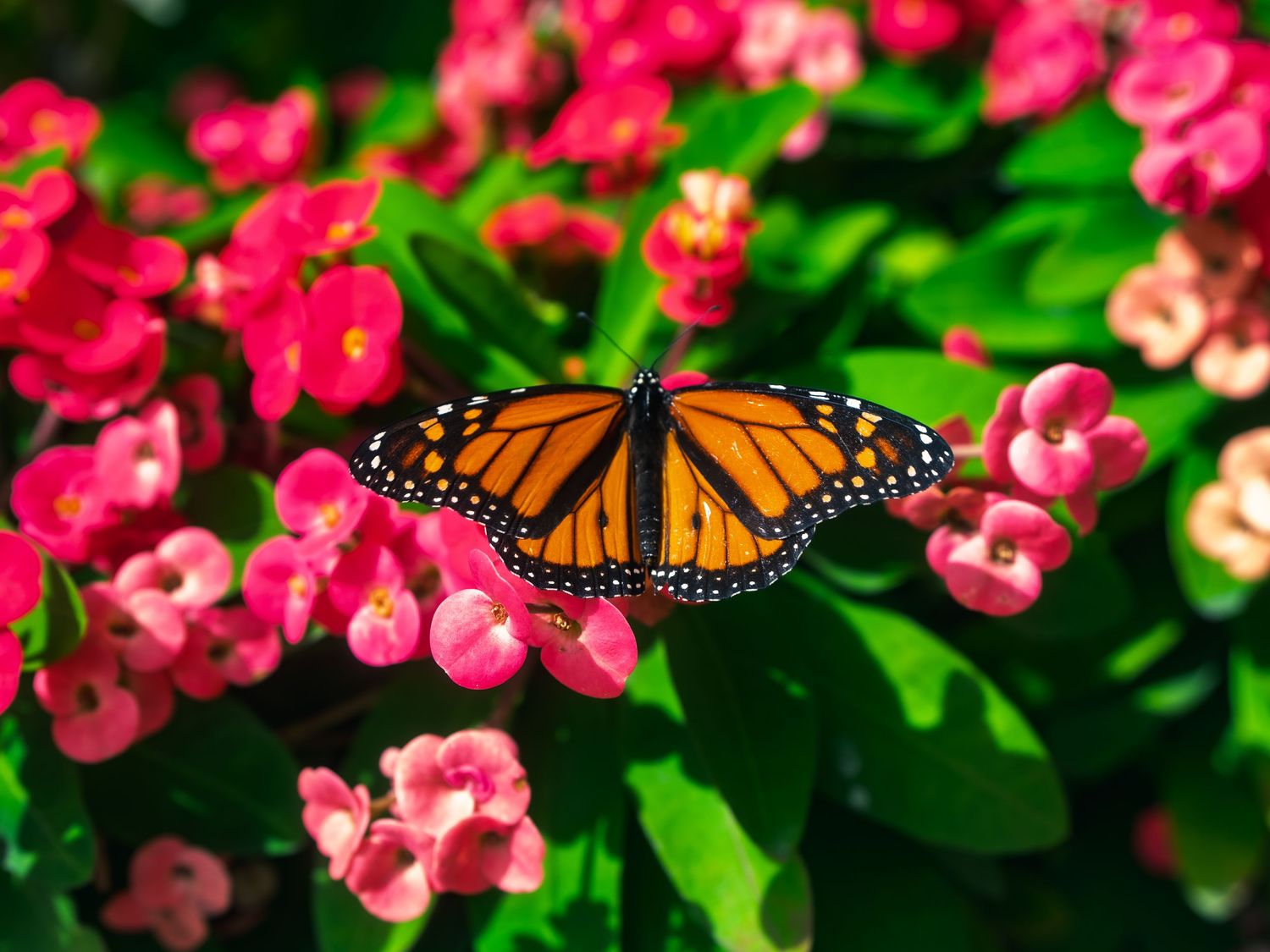 A monarch butterfly rests with wings spread wide on a cluster of bright pink crown-of-thorns flowers in full summer sun.
