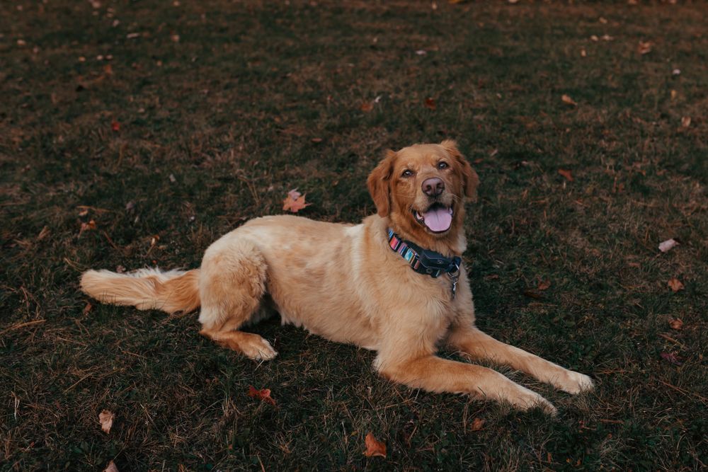 pets photography in central wisconsin